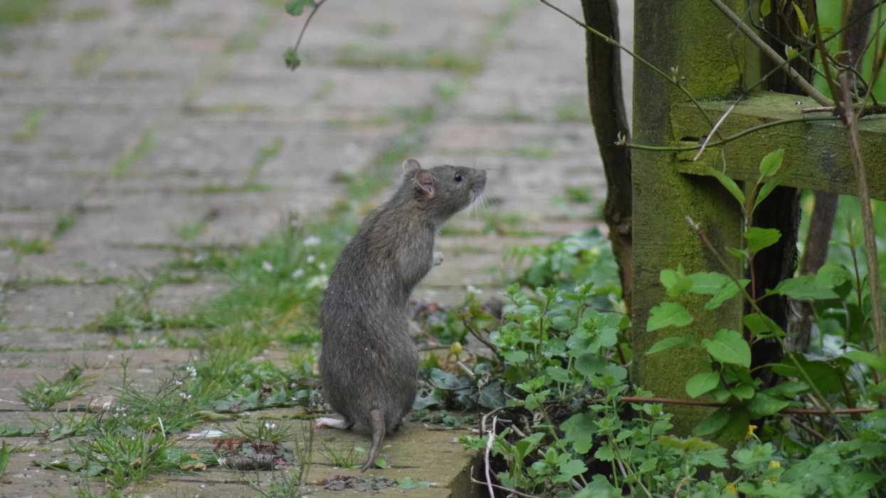 a rat standing on a grassy pavement near a small tree trunk.