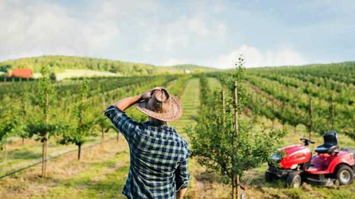 A rear view of a farmer walking outdoors toward a mini tractor in an orchard