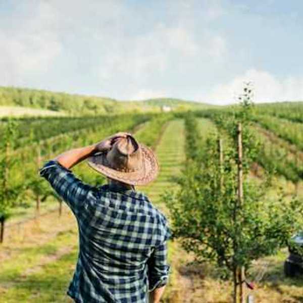 A rear view of a farmer walking outdoors toward a mini tractor in an orchard