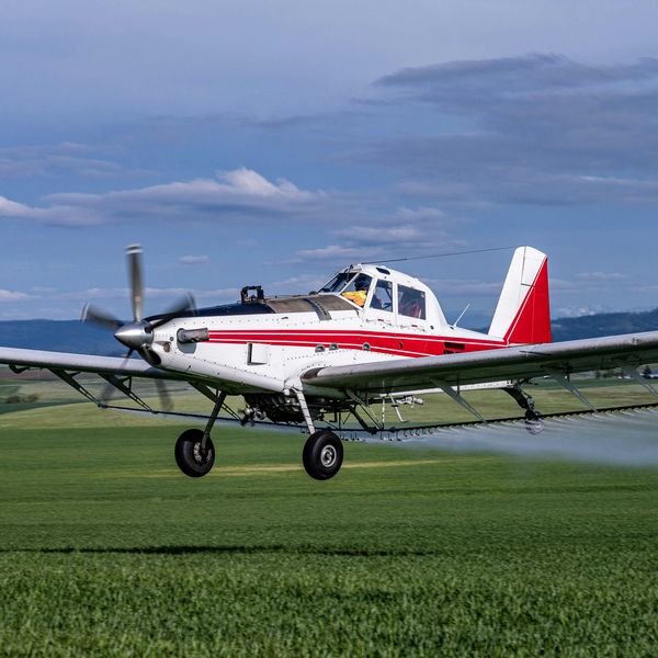 A red and white cropduster flies low as it sprays pesticide on a green crop.