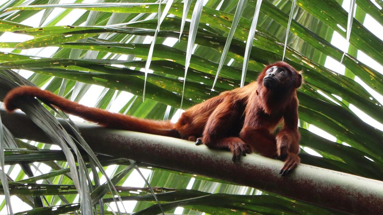 a red howler monkey that is sitting on a tree branch