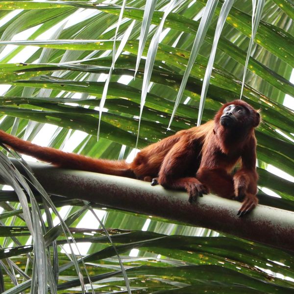 a red howler monkey that is sitting on a tree branch