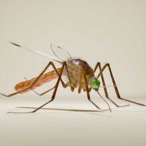 A rendering of a mosquito