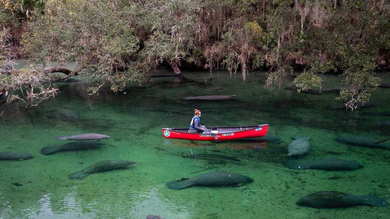 A researcher in a red canoe observes and counts manatees at Blue Springs State Park in Deland, Florida