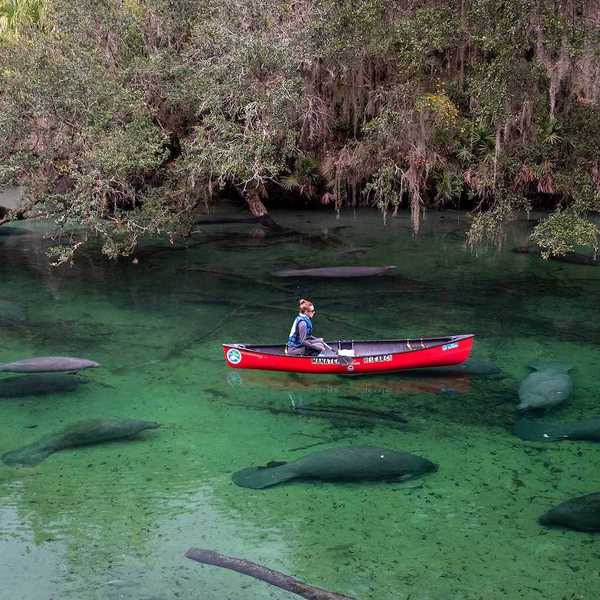 A researcher in a red canoe observes and counts manatees at Blue Springs State Park in Deland, Florida