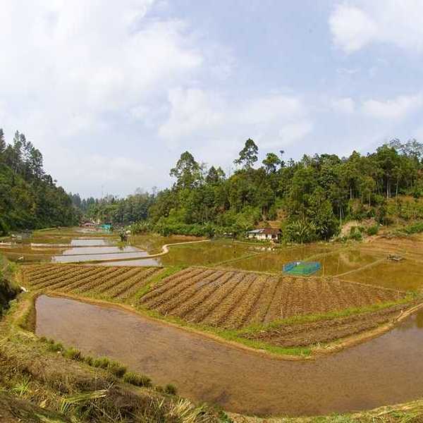 A rice field in an Indonesian villa with water flooding the edges