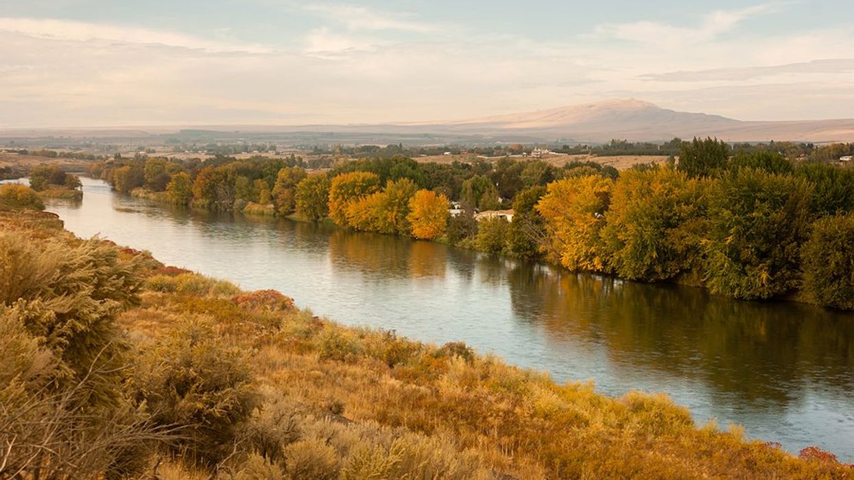A river lined with trees and bushes with a town in the distance