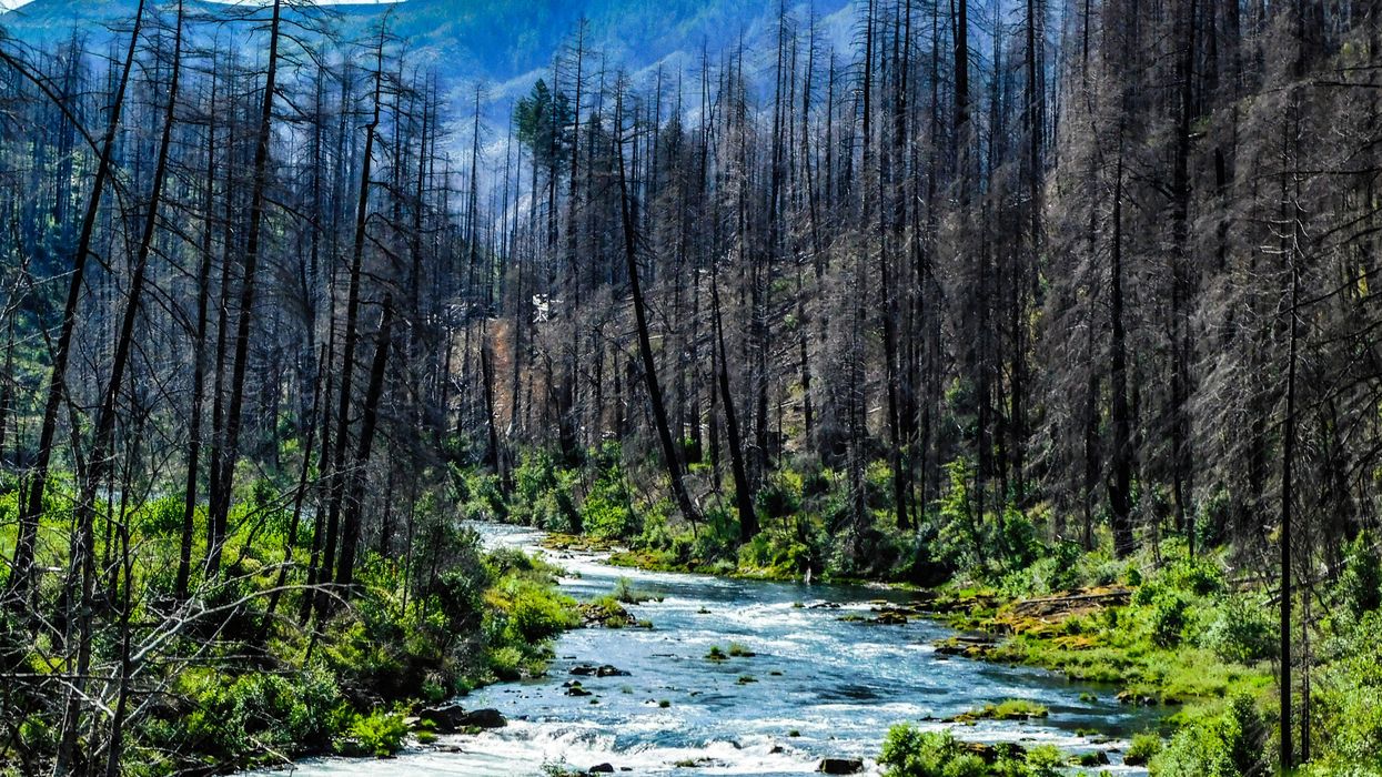 a river running through a forest filled with burned trees after a wildfire.
