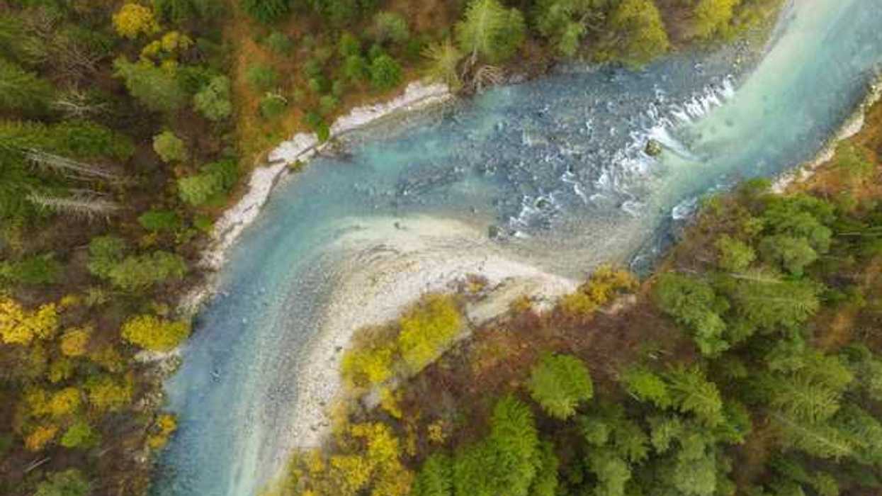A river running through a lush green forest