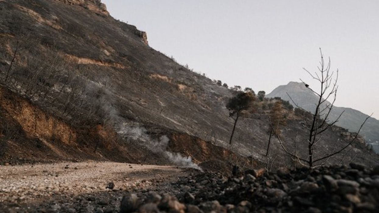 A road and hillside blackened after a wildfire.