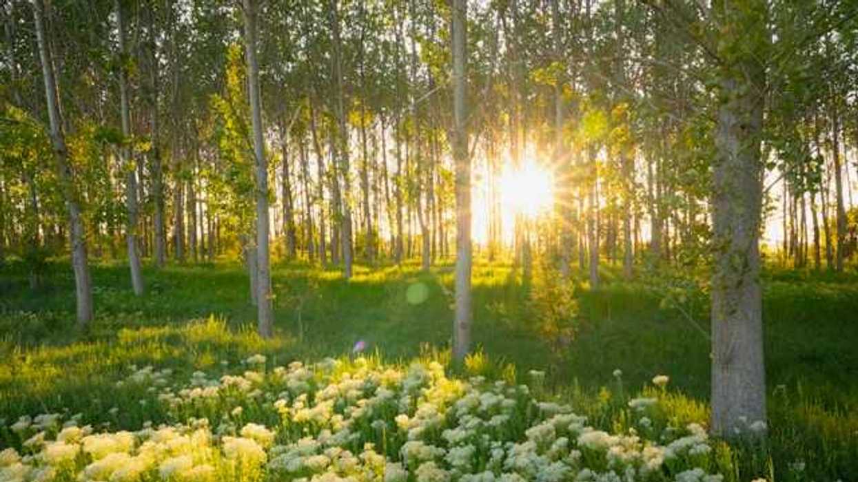 A Romanian forest with wildflowers and intense sunlight peaking through the trees