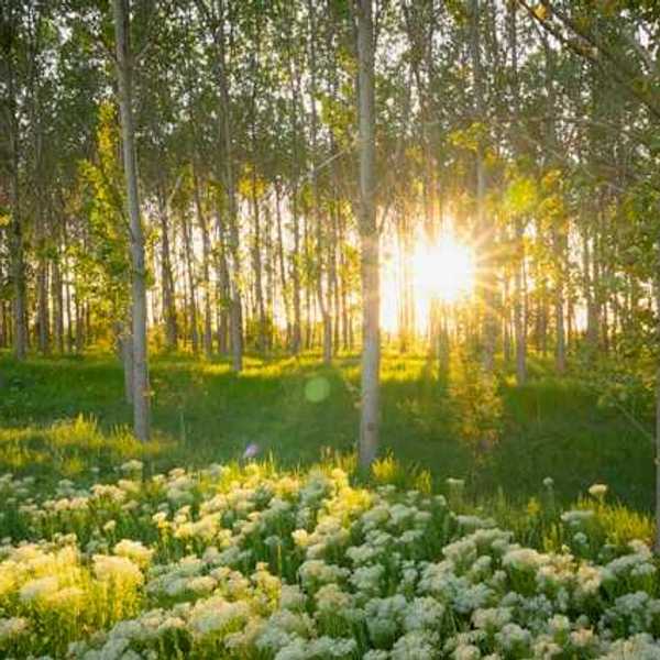 A Romanian forest with wildflowers and intense sunlight peaking through the trees