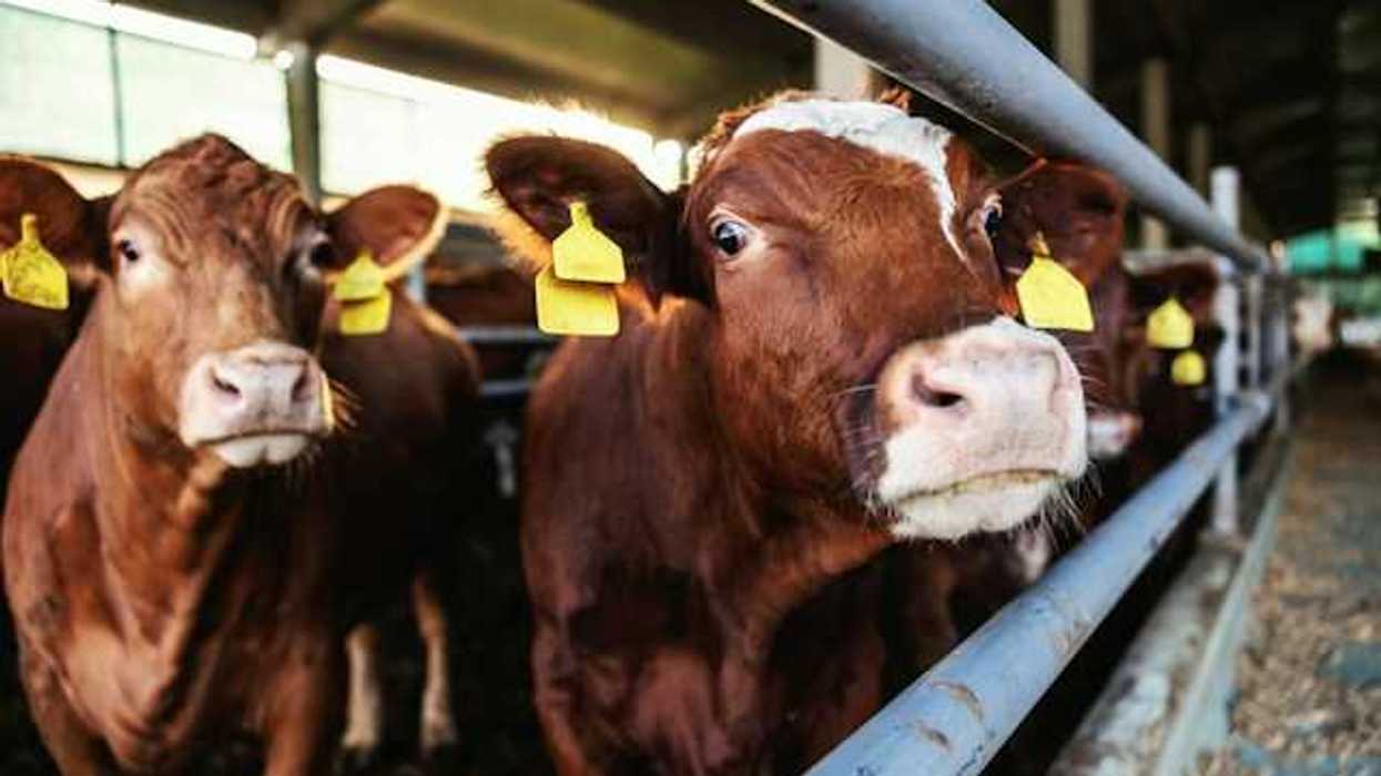 A row of cattle looking into the camera