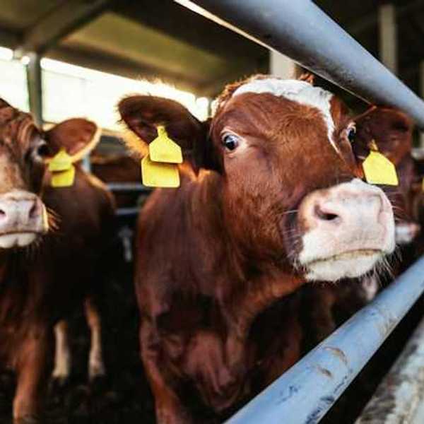 A row of cattle looking into the camera