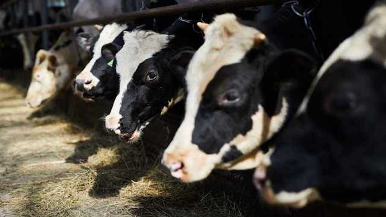 A row of cows in a barn