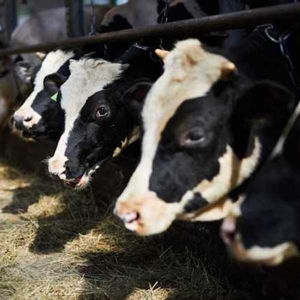 A row of cows in a barn