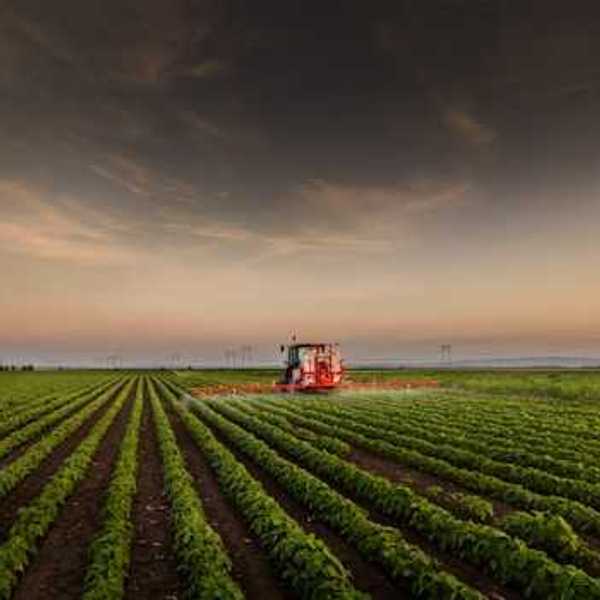 A row of crops in a farm field with a tractor in the distance