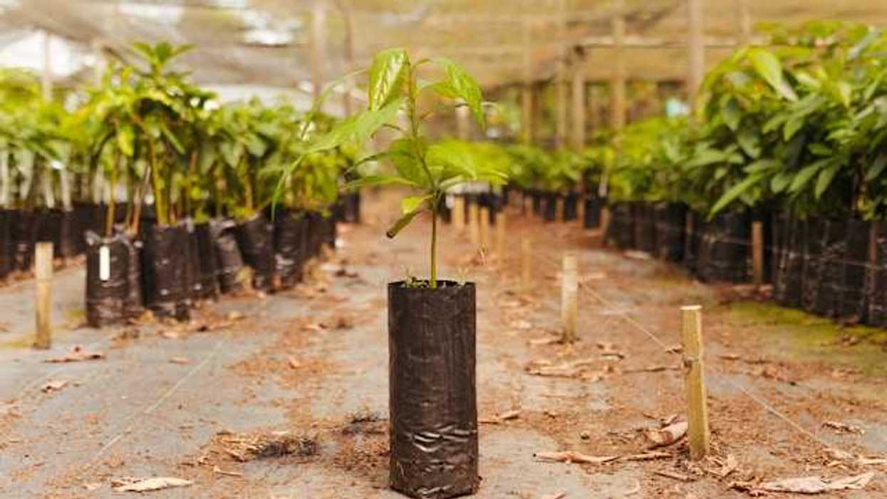 A row of trees ready to be planted