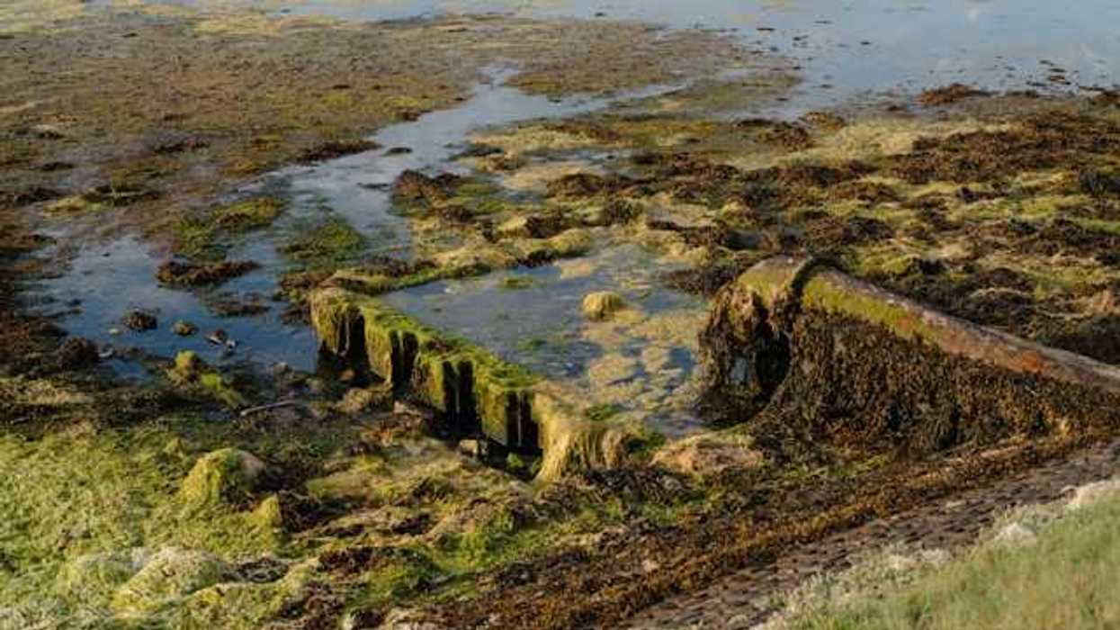 A rusty drainage pipe coming out into a algae-infested body of water