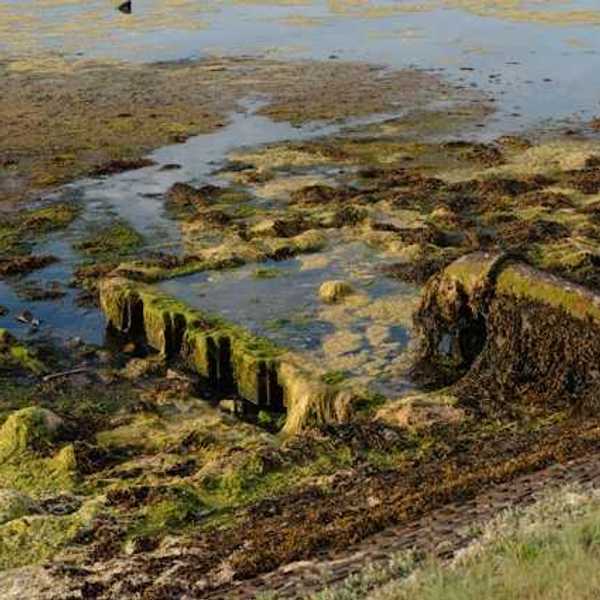 A rusty drainage pipe coming out into a algae-infested body of water
