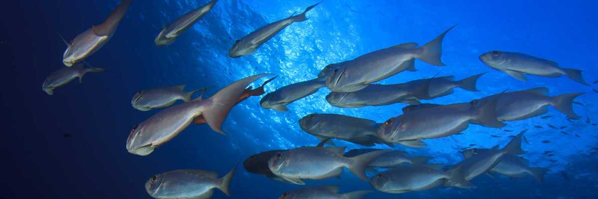 A school of marine fish