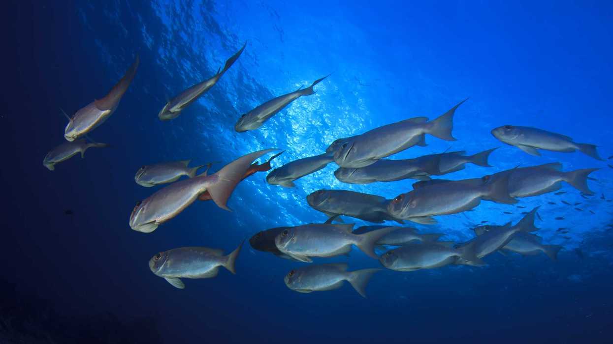 A school of marine fish