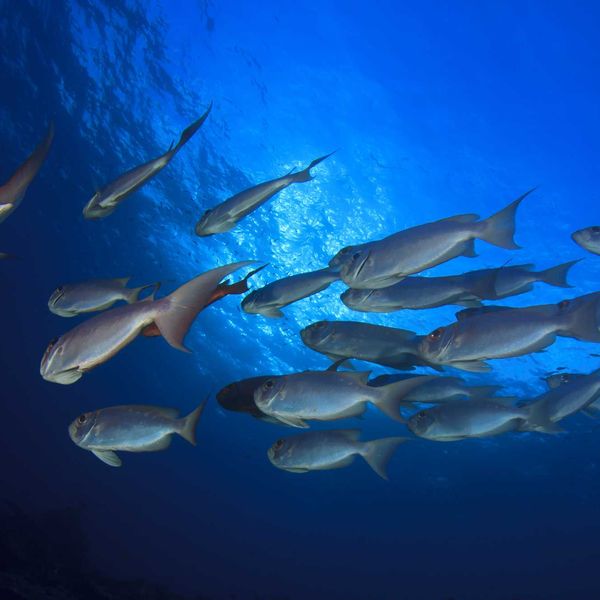 Scientific review finds underwater EMF exposure can affect aquatic life