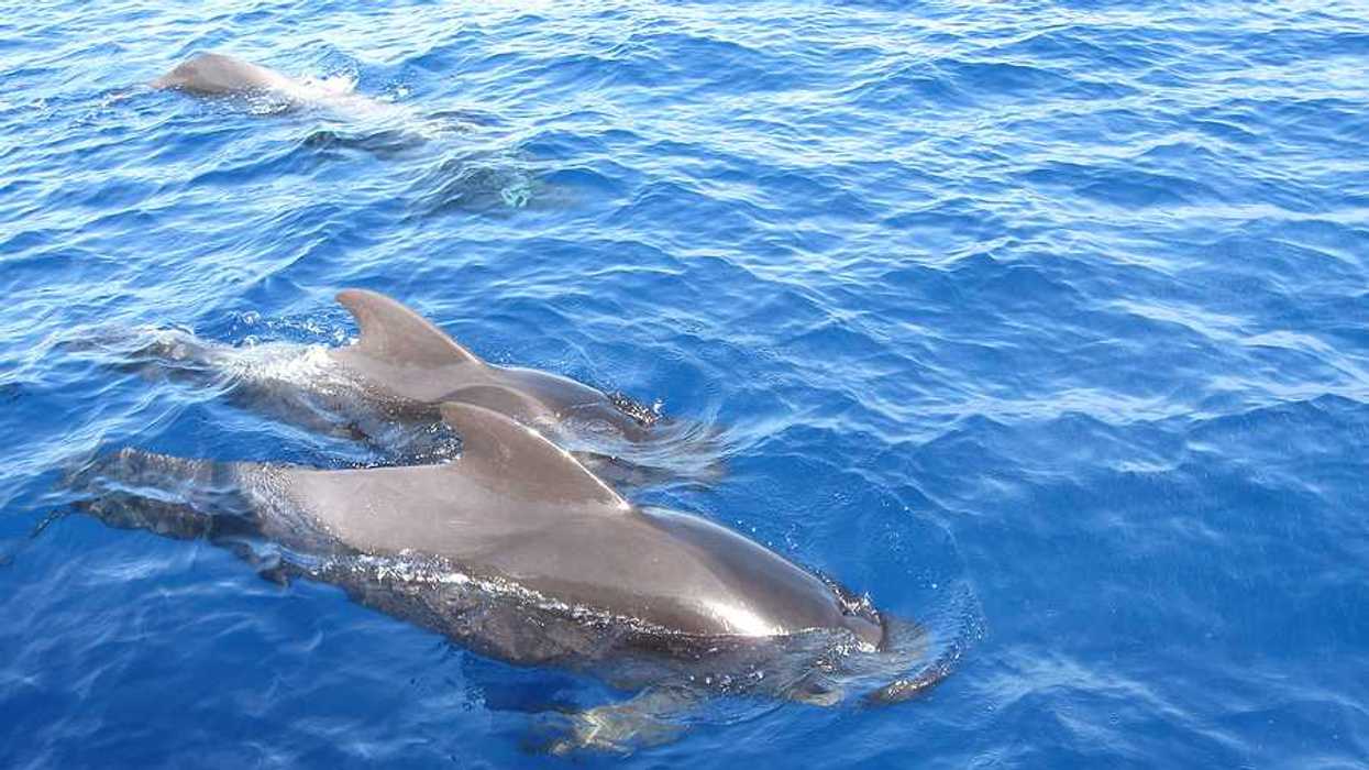 A school of pilot whales swimming in the ocean