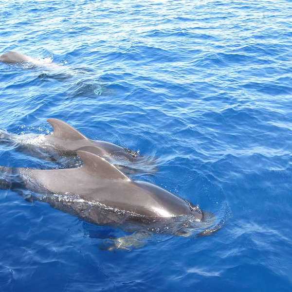 A school of pilot whales swimming in the ocean