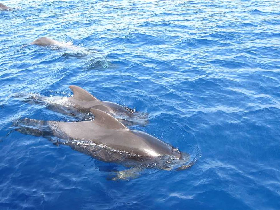 Image of How plastic fishing gear is hurting short-finned pilot whales