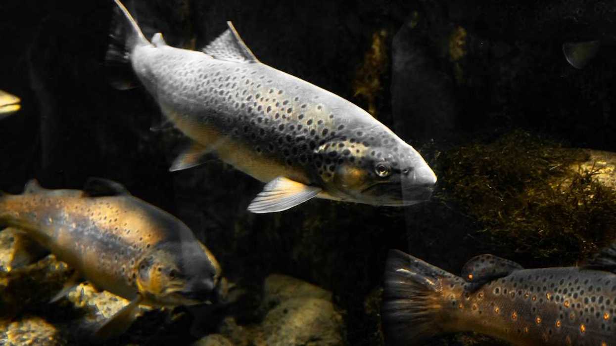 A school of trout swimming.