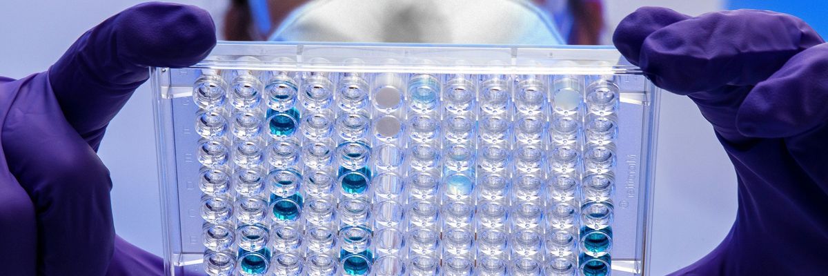 A scientist examines a tray of samples