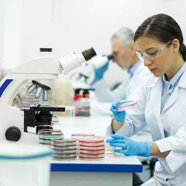 A scientist looking at petri dishes under a microscope