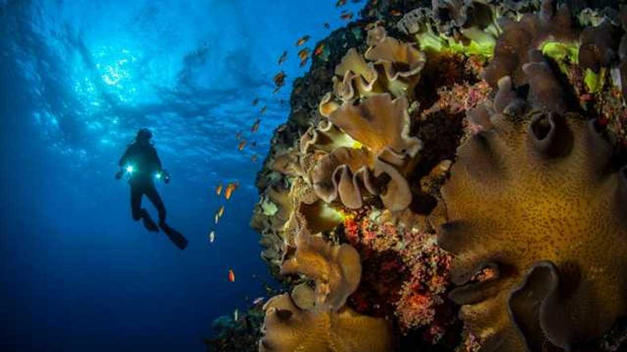 A scuba diver hovering over a coral reef in the ocean