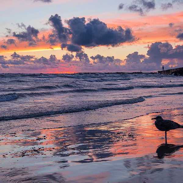 A sea bird on the beach at sunset on the Baltic Sea