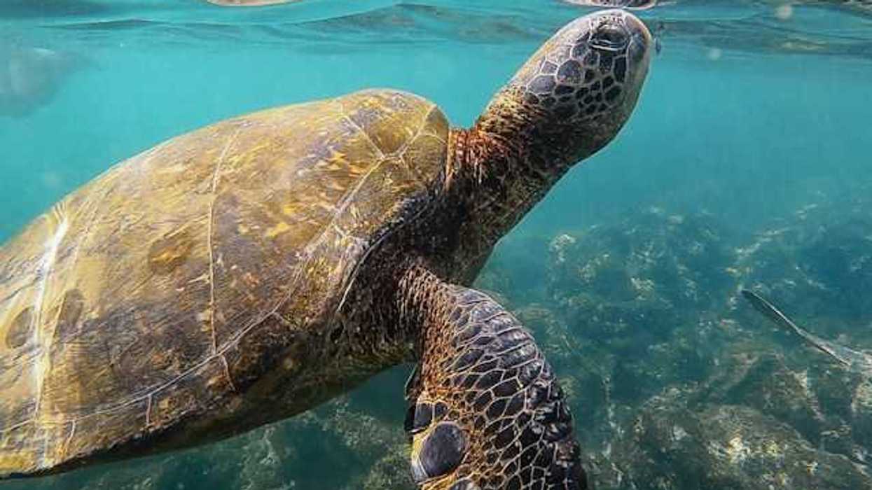 A sea turtle swimming under water