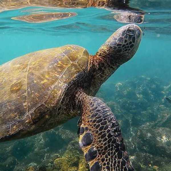 A sea turtle swimming under water