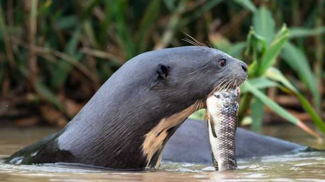 A seal or otter carrying a fish in a brown river