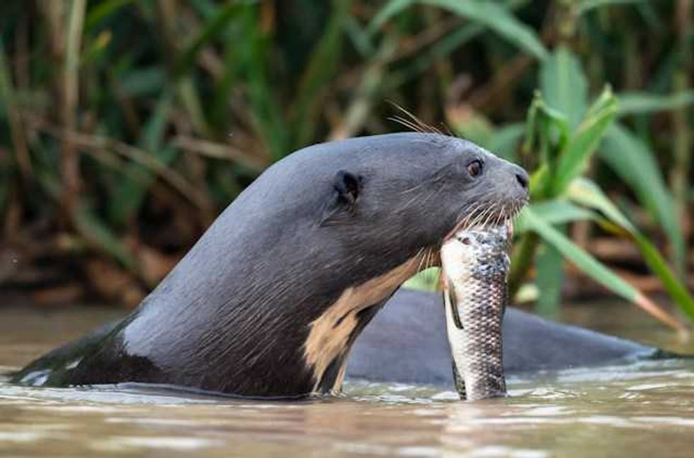 Biodiversity crisis: Nature's collapse threatens humanity