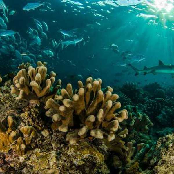 A seascape with yellow coral and various fish
