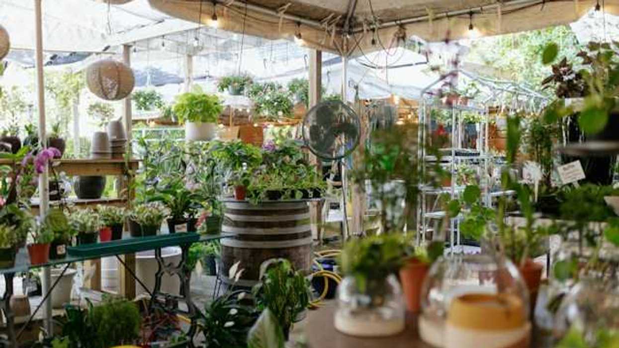 A selection of house plants under a tent
