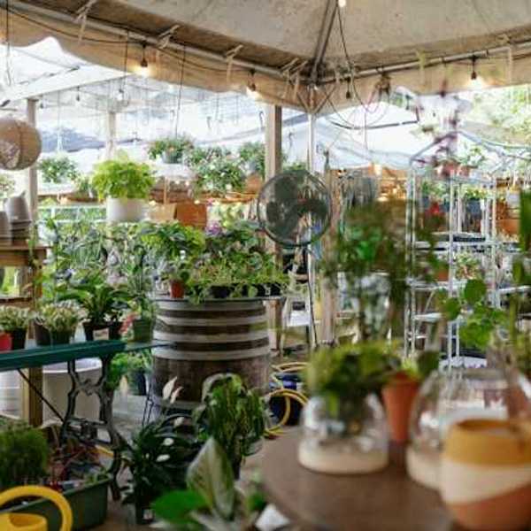 A selection of house plants under a tent