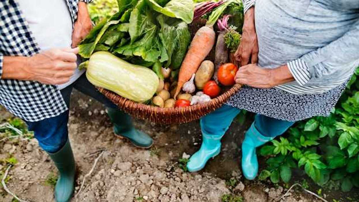 A senior couple holding a basket of freshly-harvested vegetables