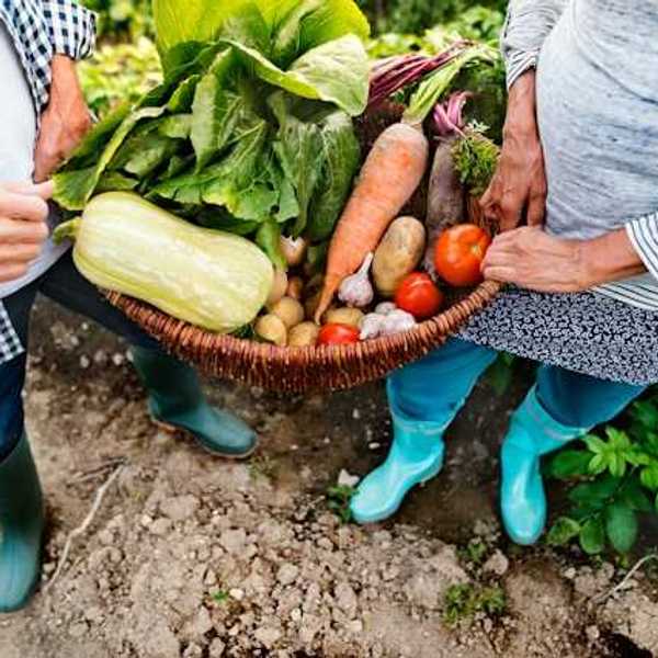 A senior couple holding a basket of freshly-harvested vegetables