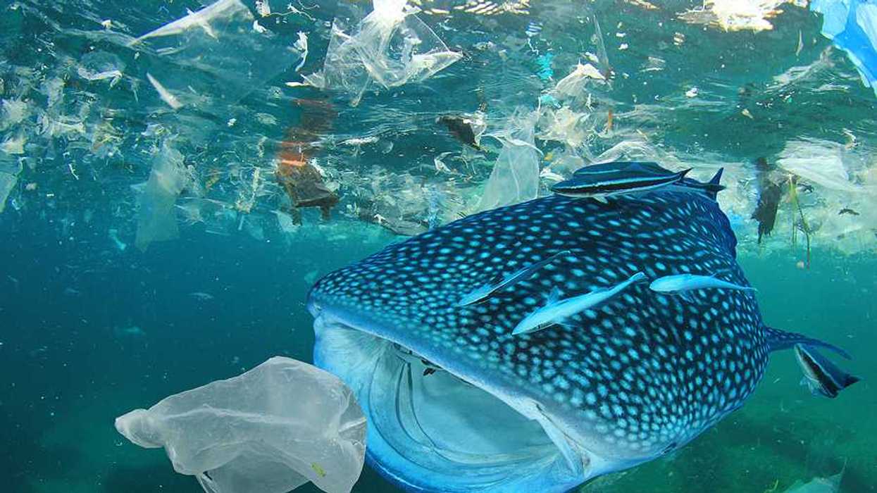 A shark in the ocean trying to eat a plastic bag