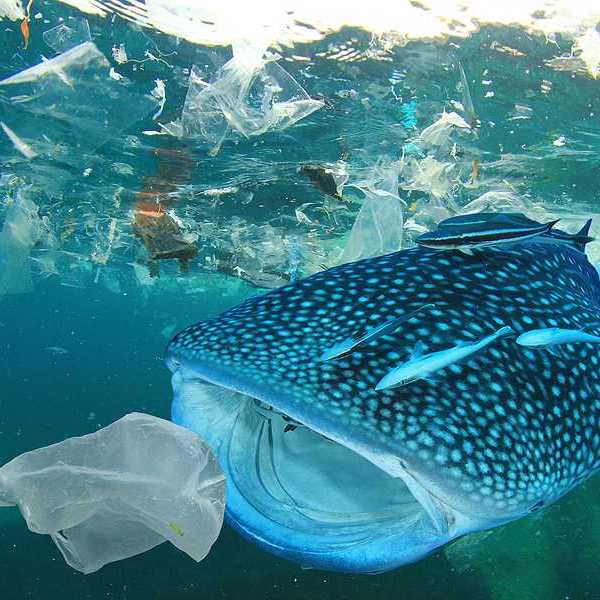 A shark in the ocean trying to eat a plastic bag
