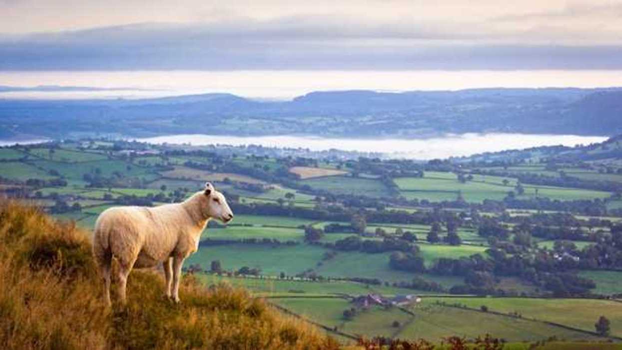 A sheep on a hill looking out over a rural landscape