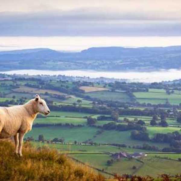 A sheep on a hill looking out over a rural landscape