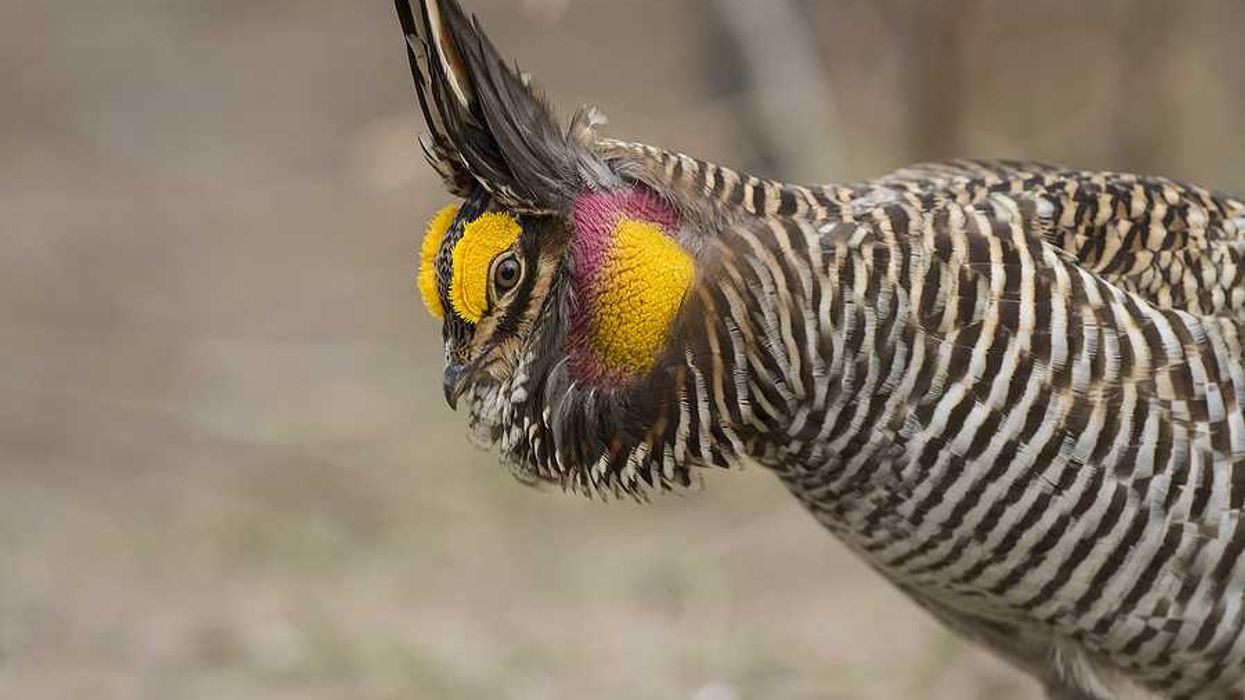 Republicans celebrate as lesser prairie chicken loses…