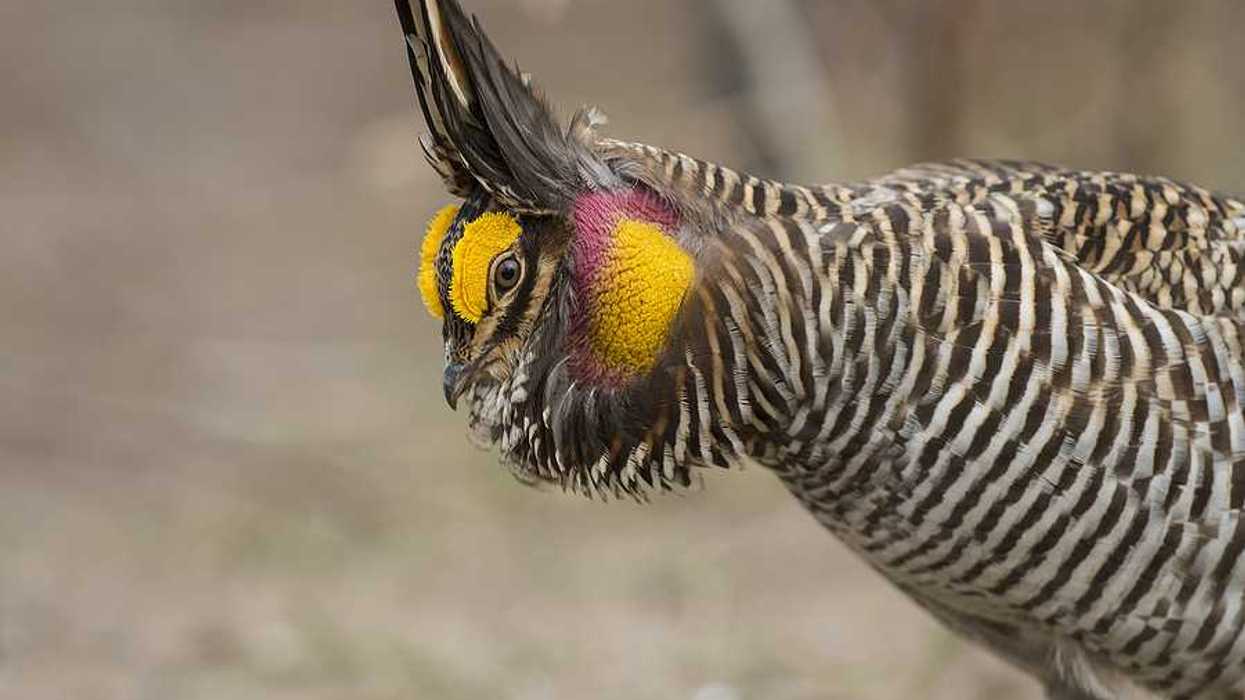 A side view of a Greater Prairie Chicken with orange and red feathers on its head
